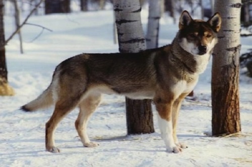 Seppala Siberian Sled dog