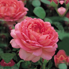 DA pink Rose