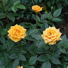 mini yellow Rose